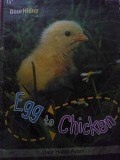 Egg To Chicken : Daur Hidup Ayam